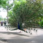 Peacock
 / Павлин